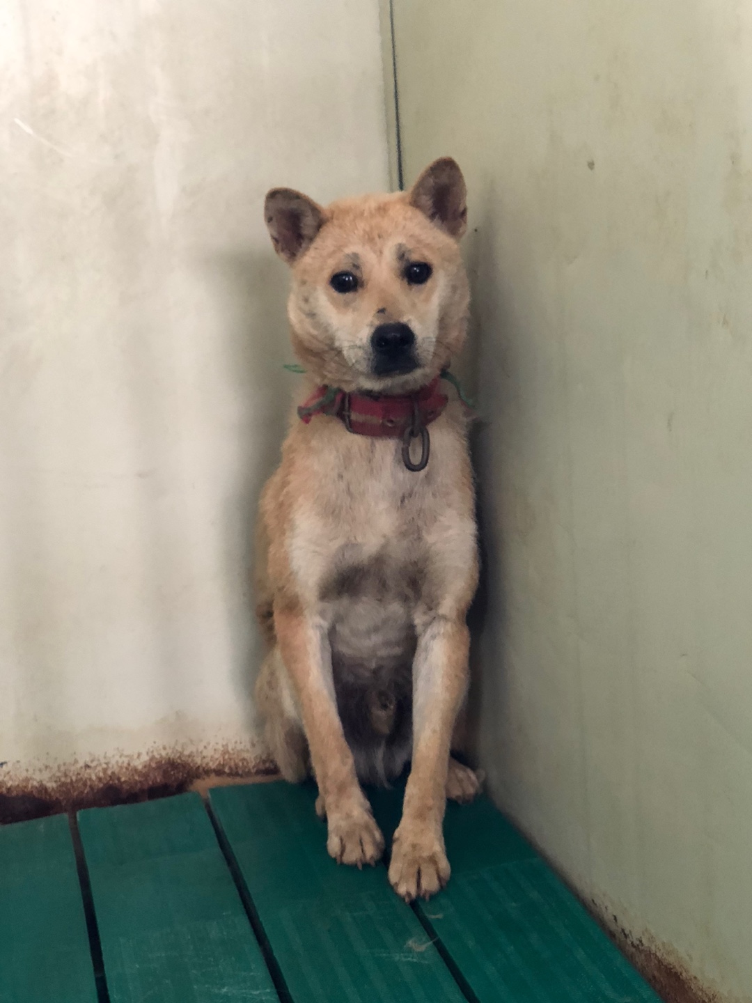 디디동물병원_428357202500624